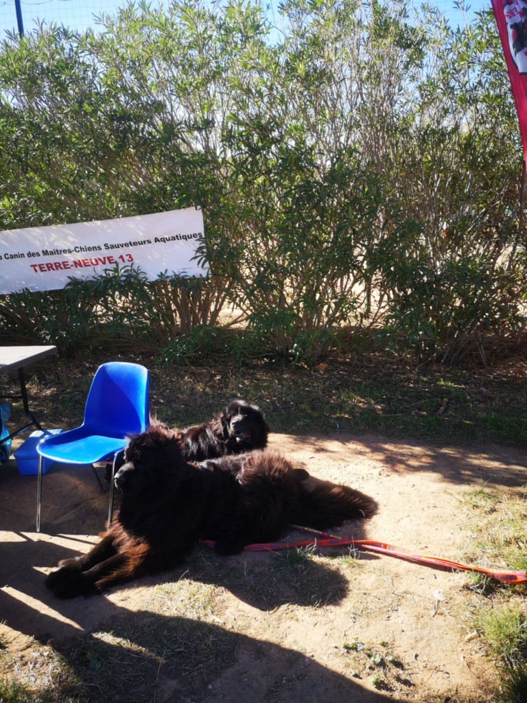 stand journée de l'animal TN13